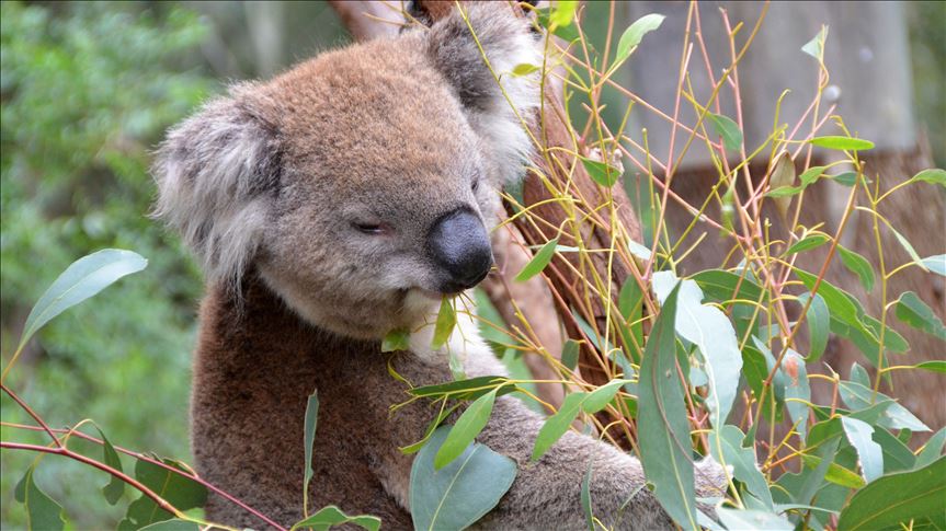 Australia announces $18M koala protection fund