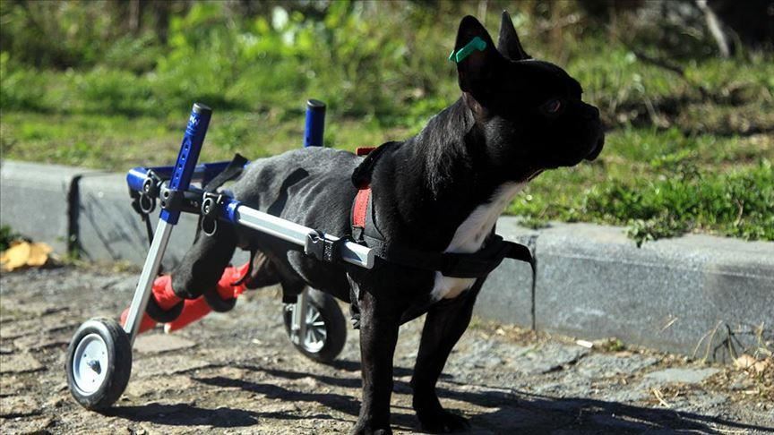 ساخت پای مصنوعی با چرخ برای سگ معلول در سامسون ترکیه