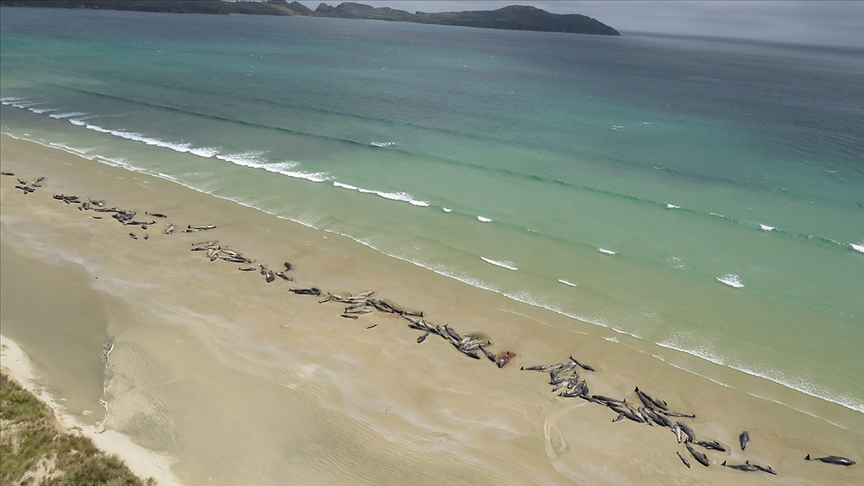 Yeni Zelanda'nın Chatnam Adaları'nda 120'den fazla balina ve yunus karaya vurdu