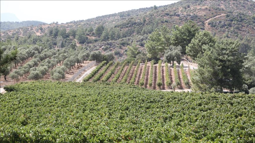 Turkey’s Bodrum resort town focuses on agritourism