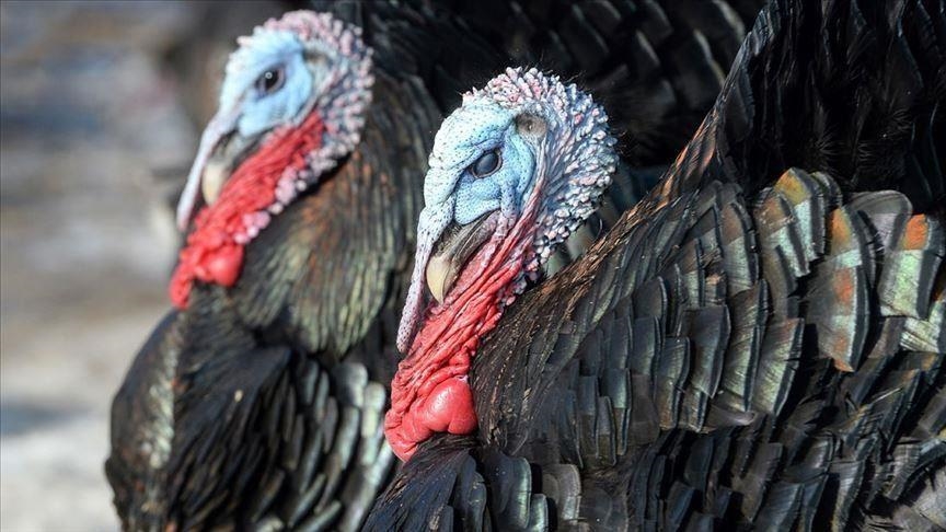 États-Unis : un Thanksgiving pas comme les autres !