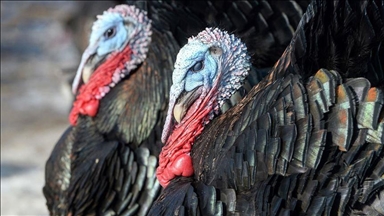 Thanksgiving 2020 looking quite different for Americans