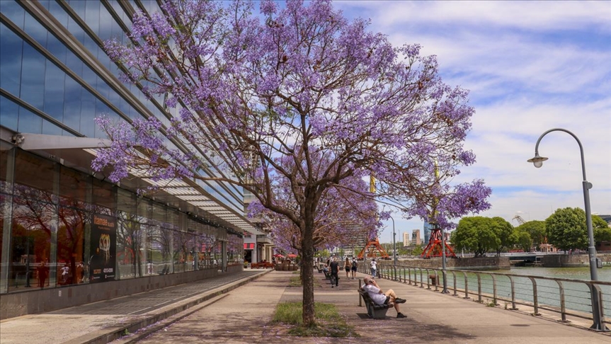 Argentina: Rascvjetalo drveće Blue Jacaranda u Buenos Airesu