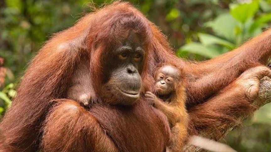 Indonesians join efforts to save endangered orangutan