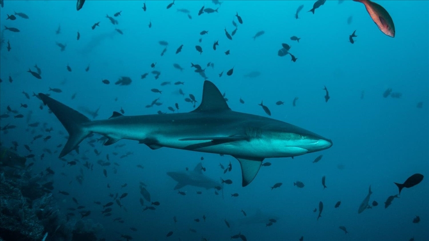 Colombia prohíbe todo tipo de pesca de tiburón