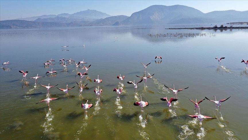 دریاچه بافا؛ بهشت پرندگان ترکیه