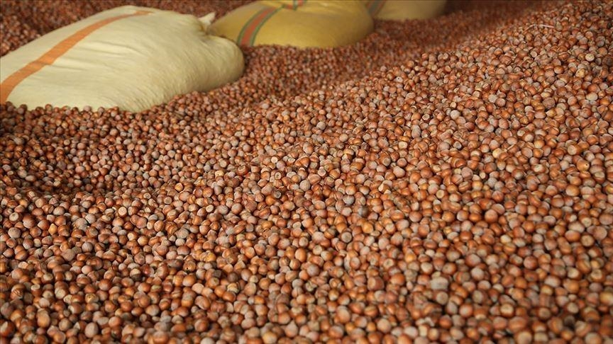 Turkey: Hazelnut exports reach 81,421 tons in 3 months