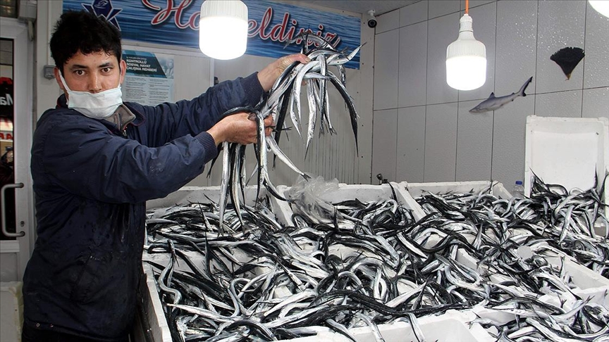 sinop ta zargana avinda bolluk yasaniyor