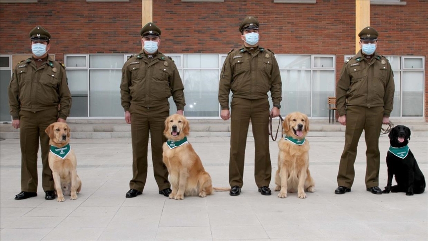Así funciona la primera brigada canina que detecta pacientes con COVID-19  en Latinoamérica