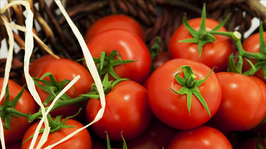 Турецкий экспорт томатов за 11 месяцев достиг $280 млн