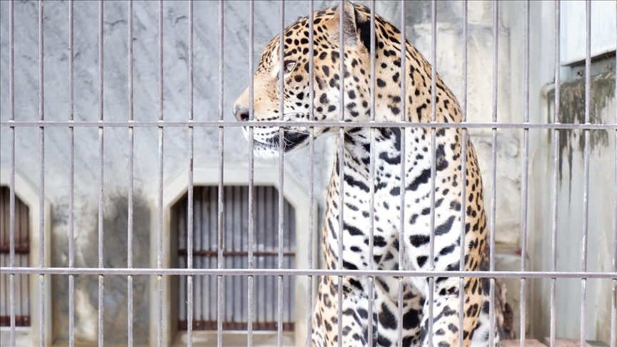 Somalia fighting illegal cheetah trade