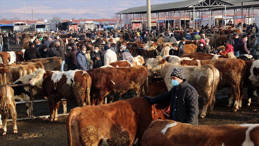 Türkiye’nin 'en büyük' canlı hayvan pazarı perşembe günleri kurulacak