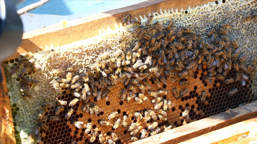 Türk bilim insanları arıların gen haritasını çıkaracak