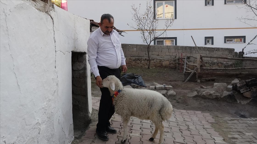 biberonla besleyip buyuttugu kuzusu orcin i yanindan ayirmiyor biberonla besleyip buyuttugu kuzusu orcin i yanindan ayirmiyor