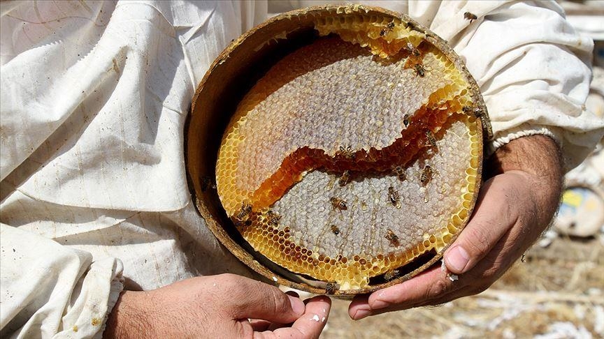 Турция с начала года поставила мед в 49 стран мира