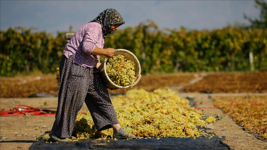 Petani di Selandia Baru kekurangan pekerja asing di tengah pandemi