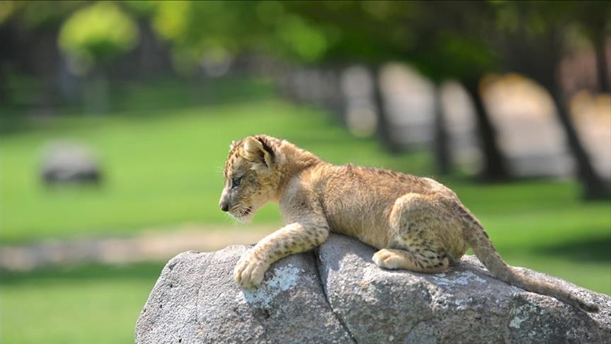 Lions in Barcelona Zoo infected with coronavirus