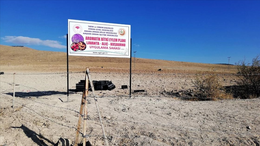 Bozkır araziler aromatik bitkilerle orman köylülerine gelir getirecek