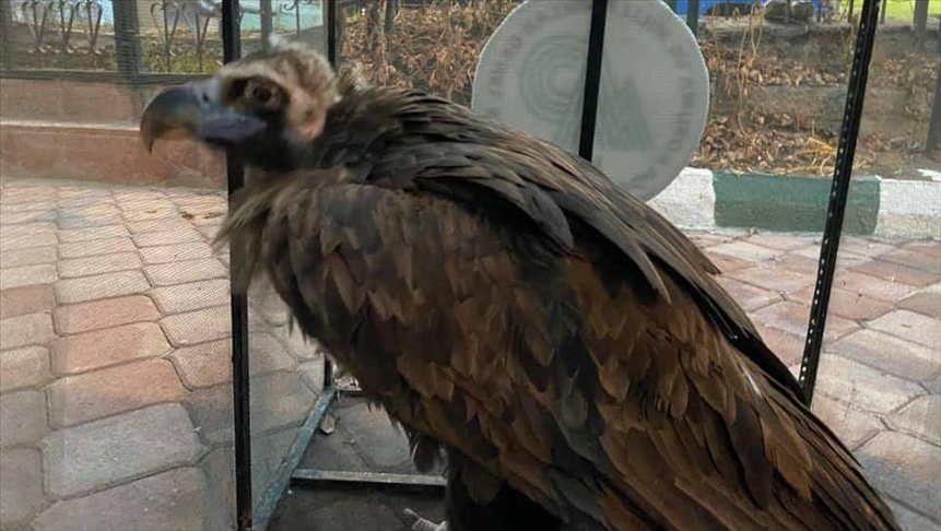 Turquie : un vautour noir blessé pris en charge