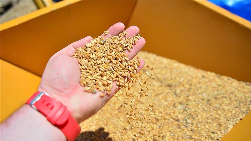 Buğday, arpa ve mısır ithalatında 30 Nisan 2021'e kadar gümrük vergisi uygulanmayacak