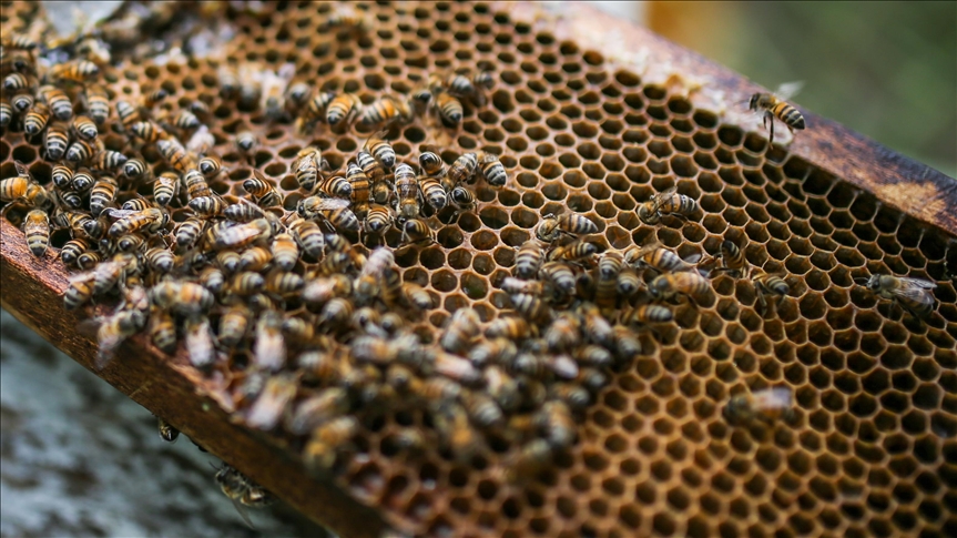 La Liga de las Abejas, un proyecto que busca la construcción de paz y la conservación ambiental en Colombia