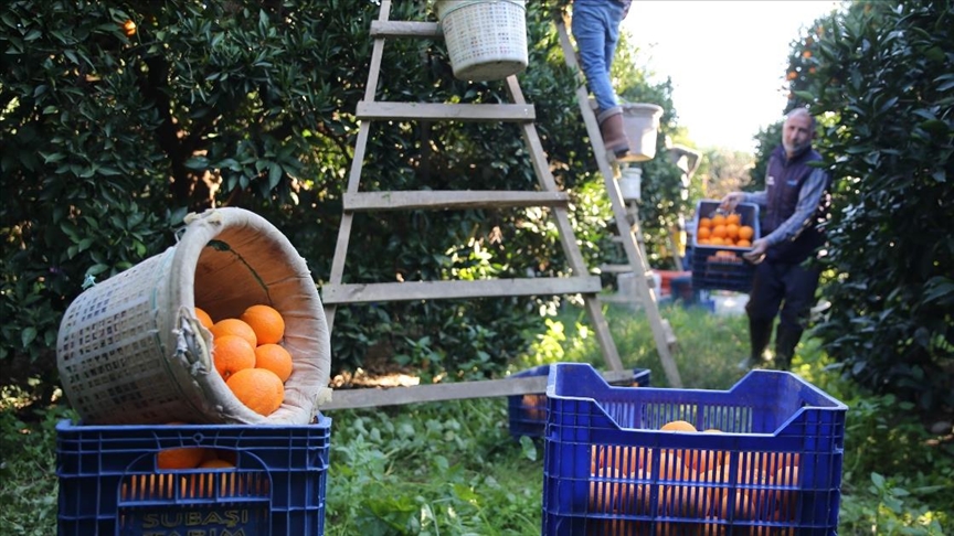 Finike portakalında hasat mesaisi sürüyor
