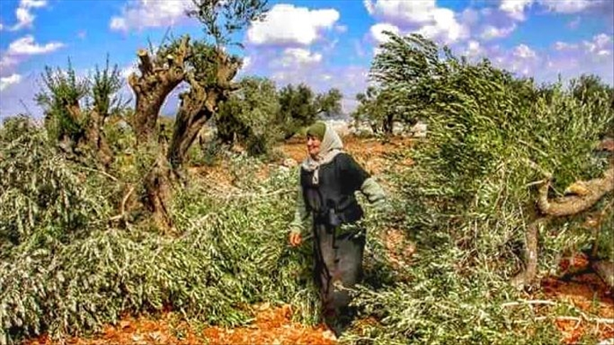 Punishing Palestinian farmers by uprooting olive trees