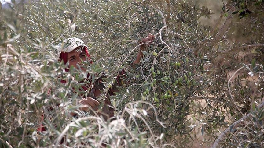 Colonos israelíes afectan los cultivos de los palestinos en Cisjordania