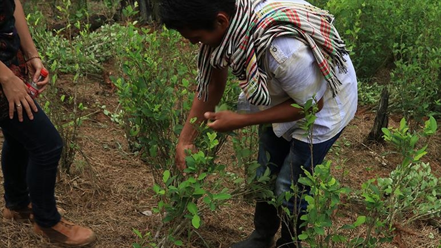 Colombia Organizaciones Rechazan Audiencia De La Autoridad Ambiental Sobre Fumigaciones Con Glifosato