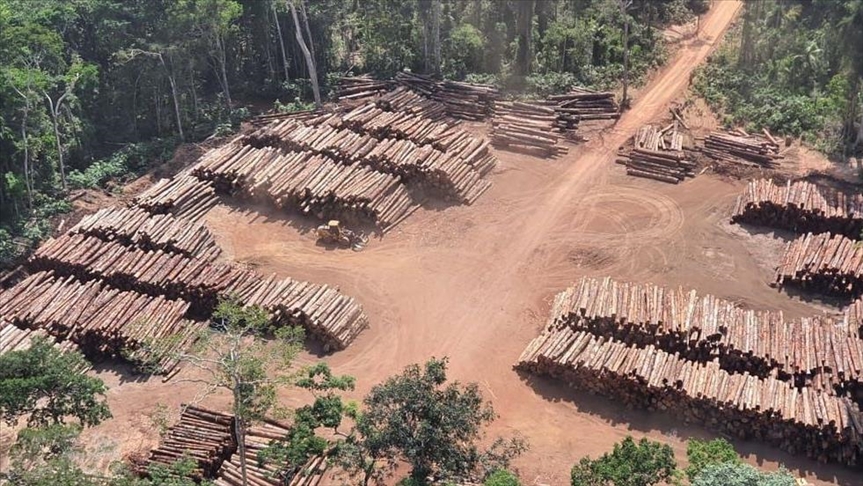 Policía brasileña confiscó 131 mil metros cúbicos de madera nativa, 'la mayor incautación de la historia'
