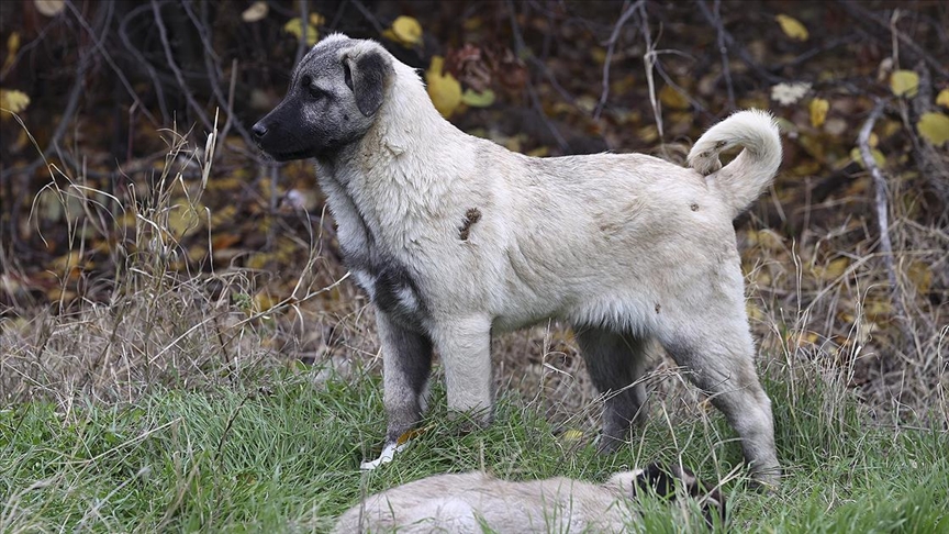 Kurt saldırılarına uğrayan sürüler 'kangal' köpekleriyle korunacak