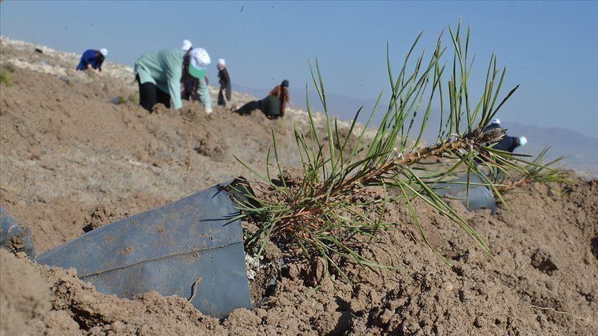 Turkey plants 75,000 trees in northern Syria