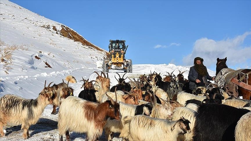 Turkey: Stranded shepherd, flock rescued from deep snow