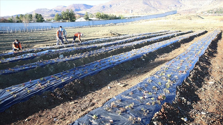 Liceli çiftçiler, alternatif tarım ürünleriyle dar alandan daha çok kazanacak