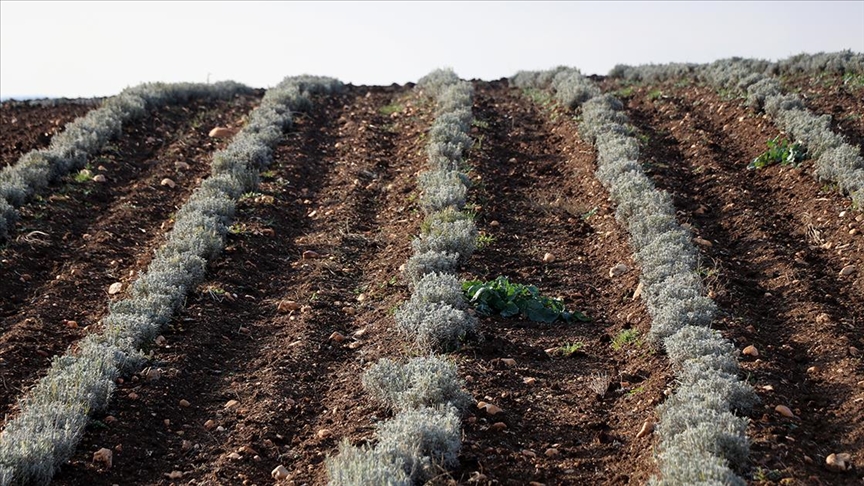 Lavanta, kuraklık nedeniyle üreticinin gözdesi oldu