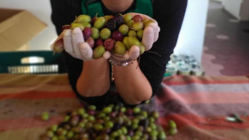 Turkish woman’s tryst with olive oil to beat cancer