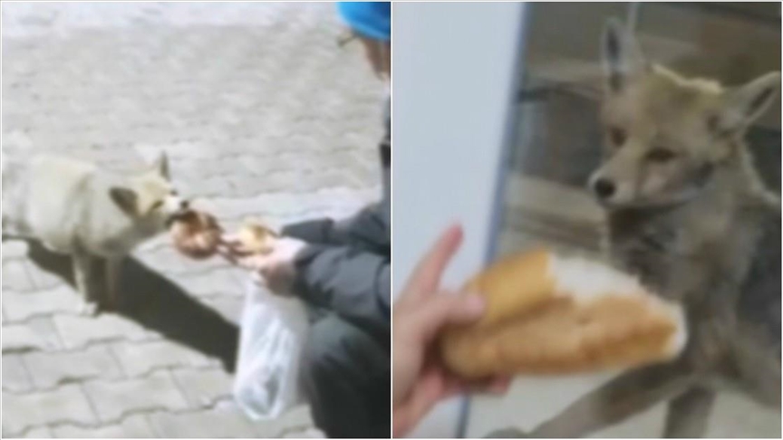 Şantiye işçileri 3 yıldır tilki ailesini elleriyle besliyor