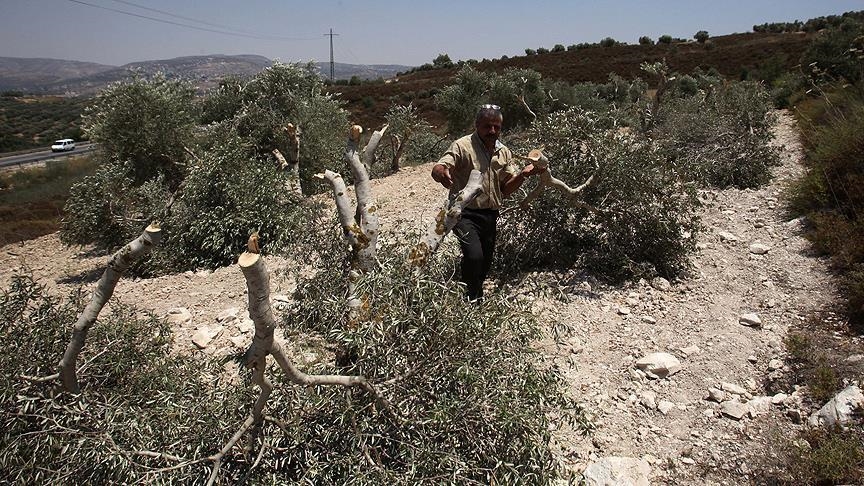 Israeli forces uproot dozens of olive trees in W. Bank