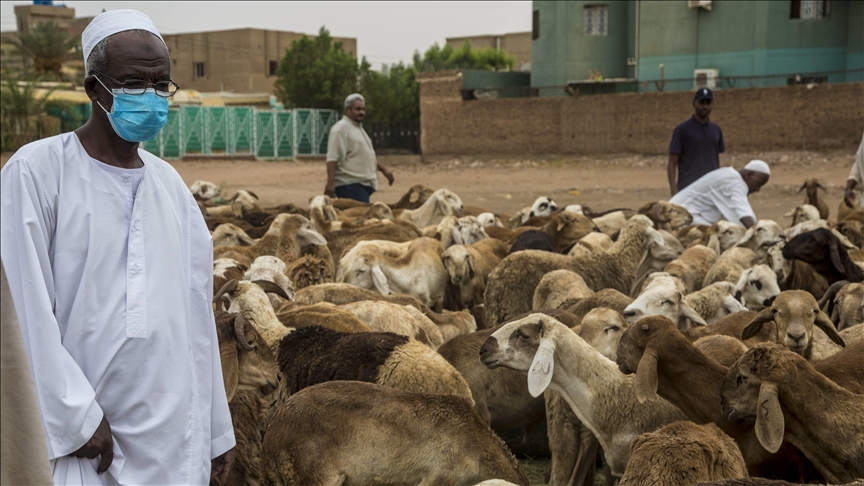 السودان 2020.. عام صادم لصادرات الماشية (تقرير)
