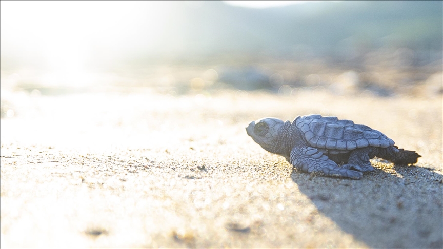 Endangered sea turtles enjoy empty Turkish beaches