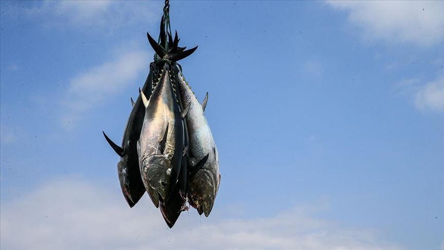 В Японии голубого тунца продали на аукционе за $202 тыс.