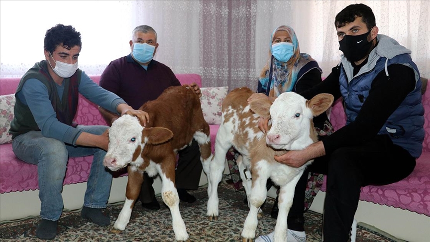 anneleri rahatsizlanan ikiz buzagilar findik ve fistik evde misafir ediliyor