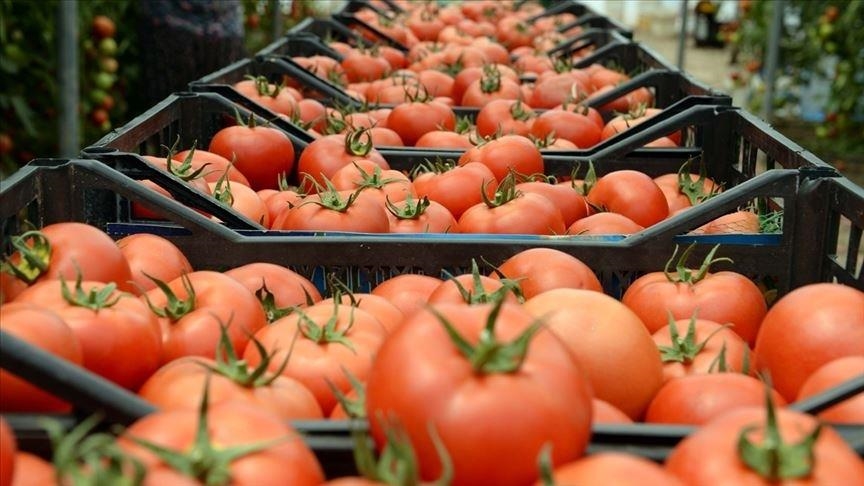 Турция поставляет томаты в 51 страну мира 