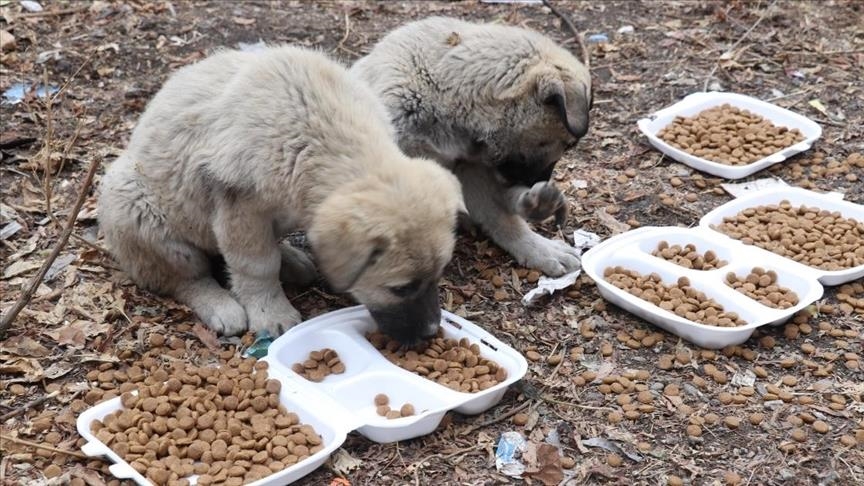 Shelters protect needy stray animals in eastern Turkey