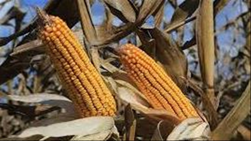 Argentina partially resumes corn exports amid strike