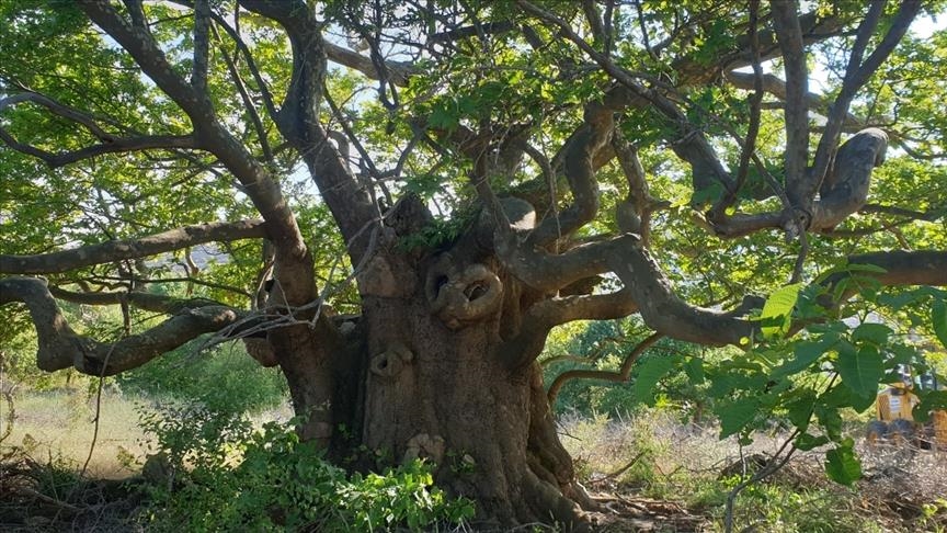 Turkey: Ministry to look after 1,625 monumental trees
