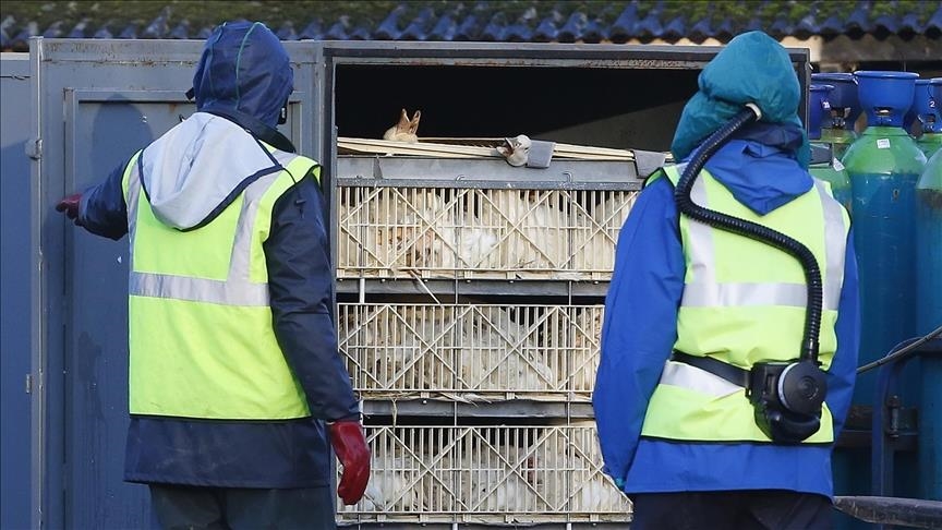 Prancis musnahkan 600.000 bebek untuk bendung flu burung