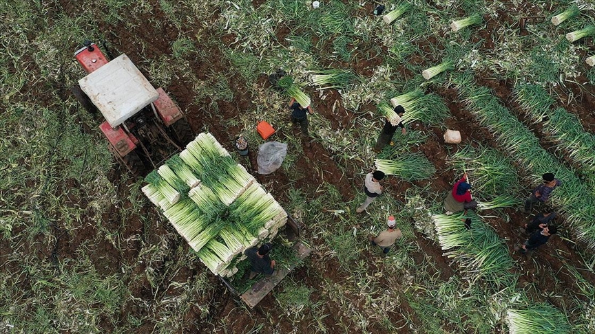 Turkiye Nin Kislik Sebzesi Izmir Den