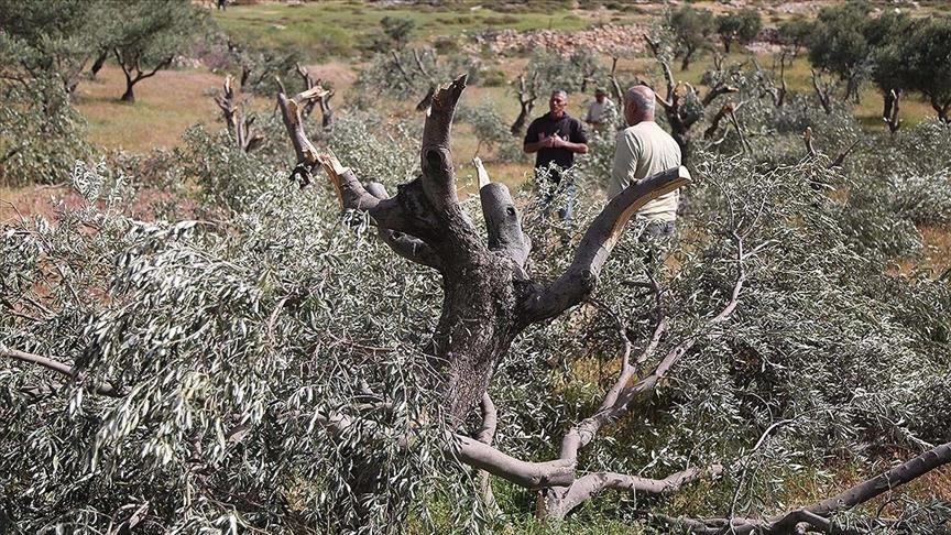 Israeli army uproots dozens of olive trees in West Bank