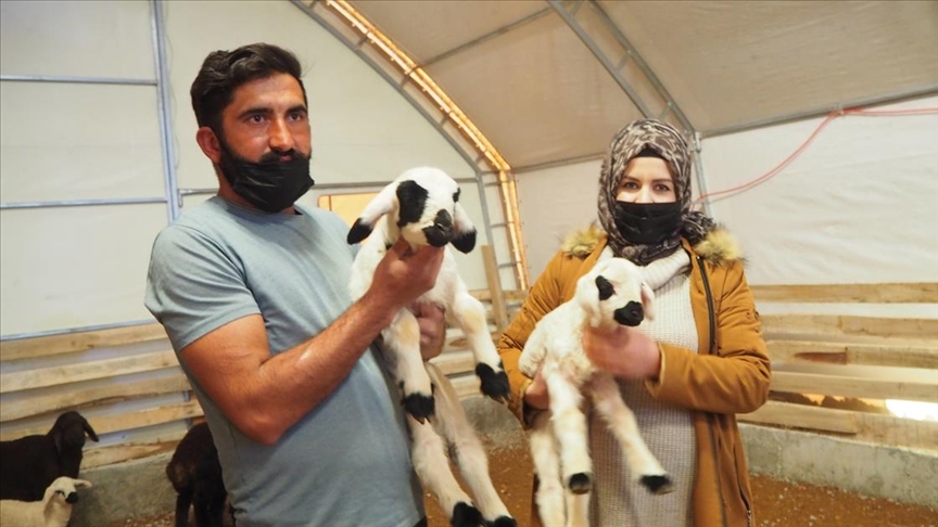 Tarım işçisi devlet desteği sayesinde sürü sahibi oldu